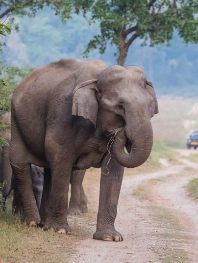 Jim Corbett National Park