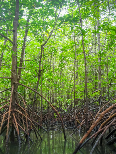 Sundarbans Mangrove Forest